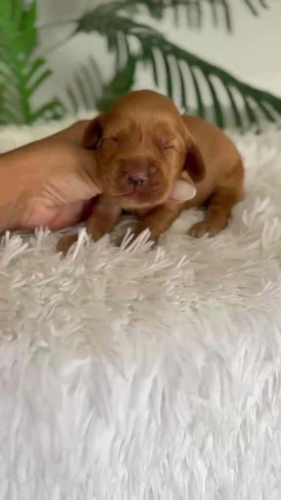 Cocker Spaniel Inglés perros en venta: COCKER SPANIEL INGLES - Video 1