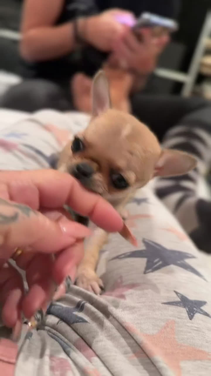 Chihuahua perros en venta: Chihuahua microtoy  - Video 1