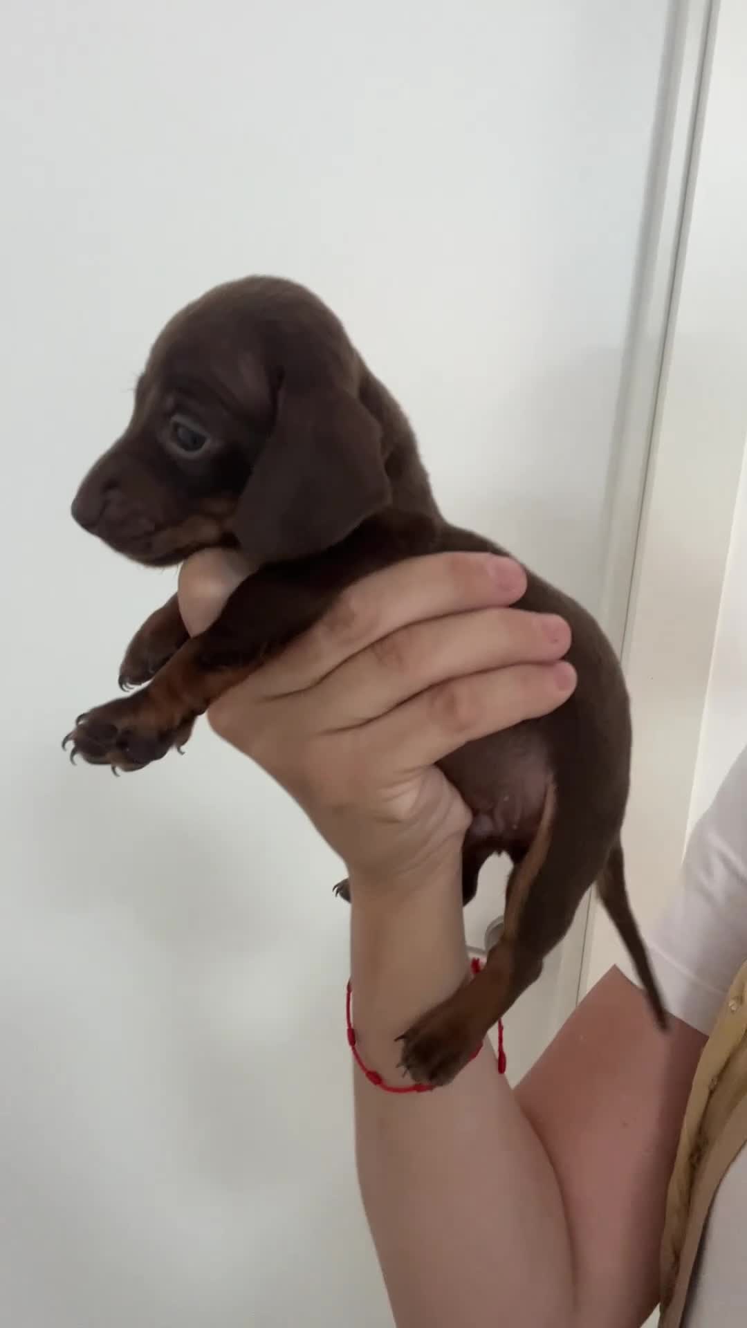 Teckel Miniatura perros en venta: Excelentes Teckel Kaninchen Chocolate. 601144783 - Video 2