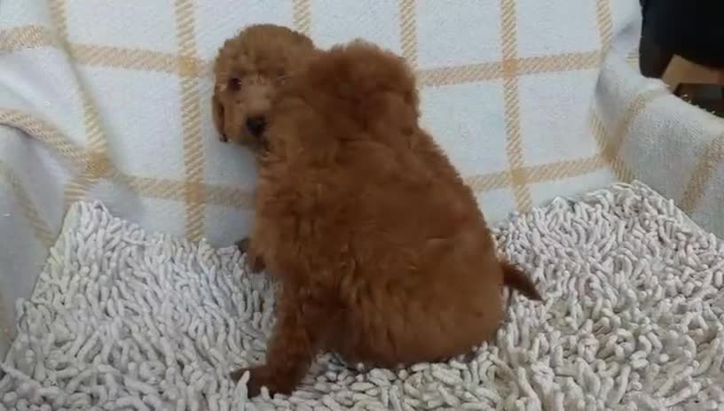 Caniche Toy perros en venta: Caniche Toy  en Zaragoza - Video 1