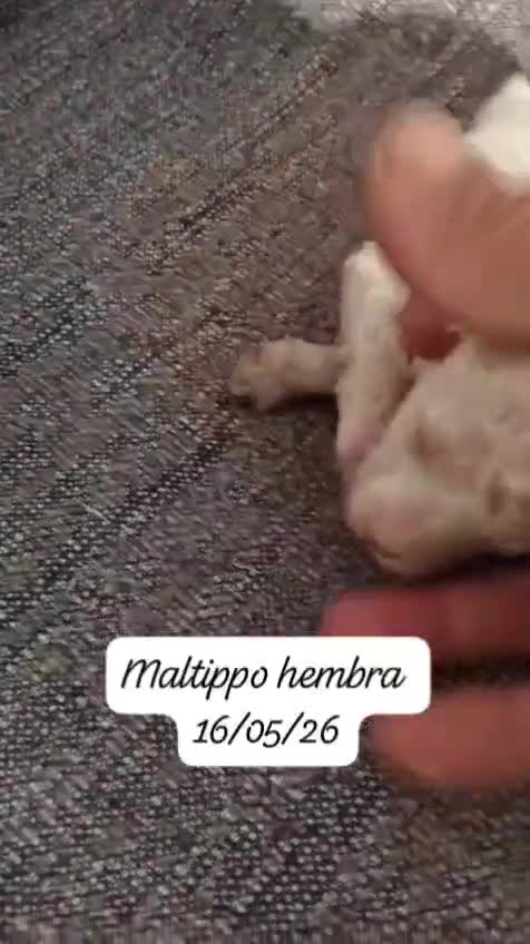 Maltipoo perros en venta: Camada de maltipoo nacionales  - Video 3