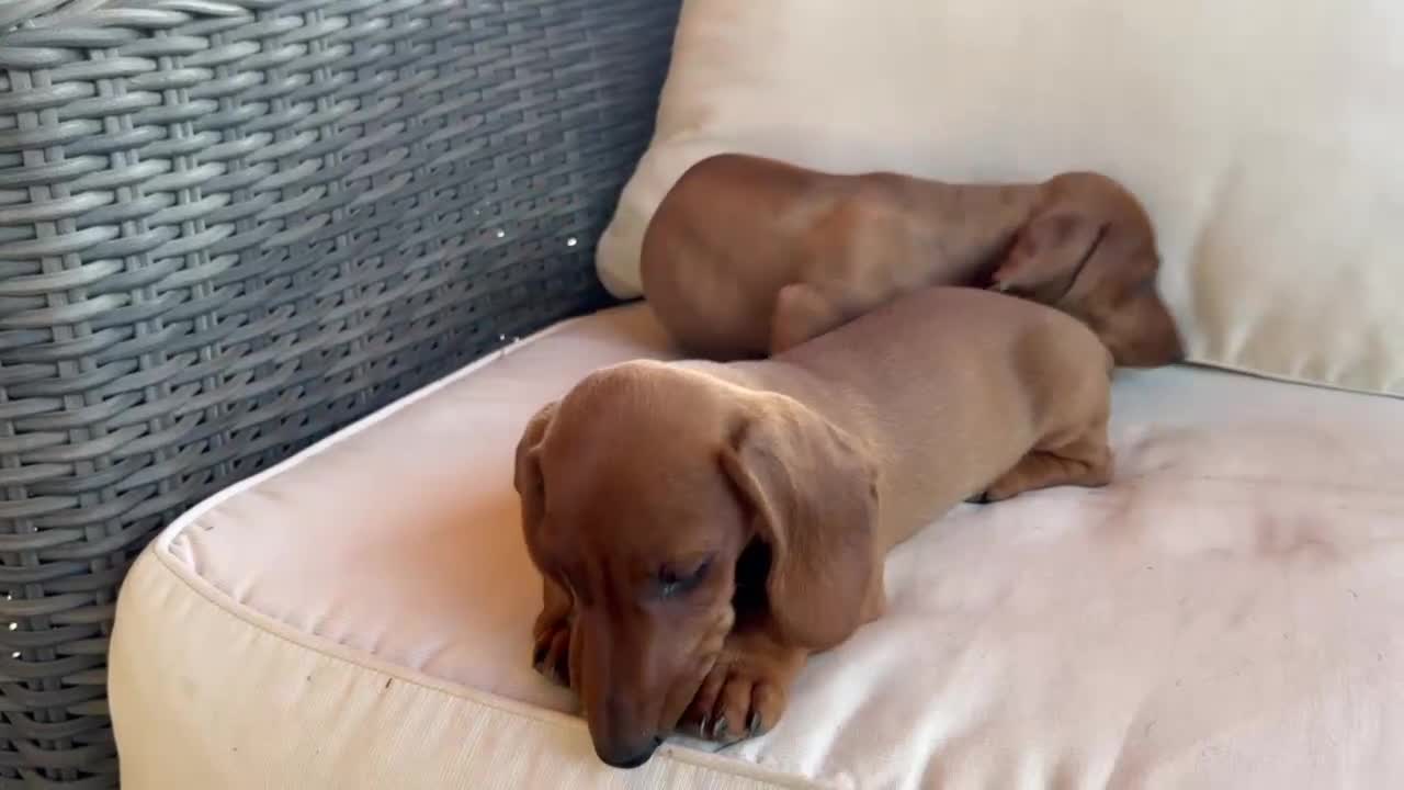 Teckel perros en venta: PRECIO REAL ULTIMOS DISPONIBLES  - Video 5