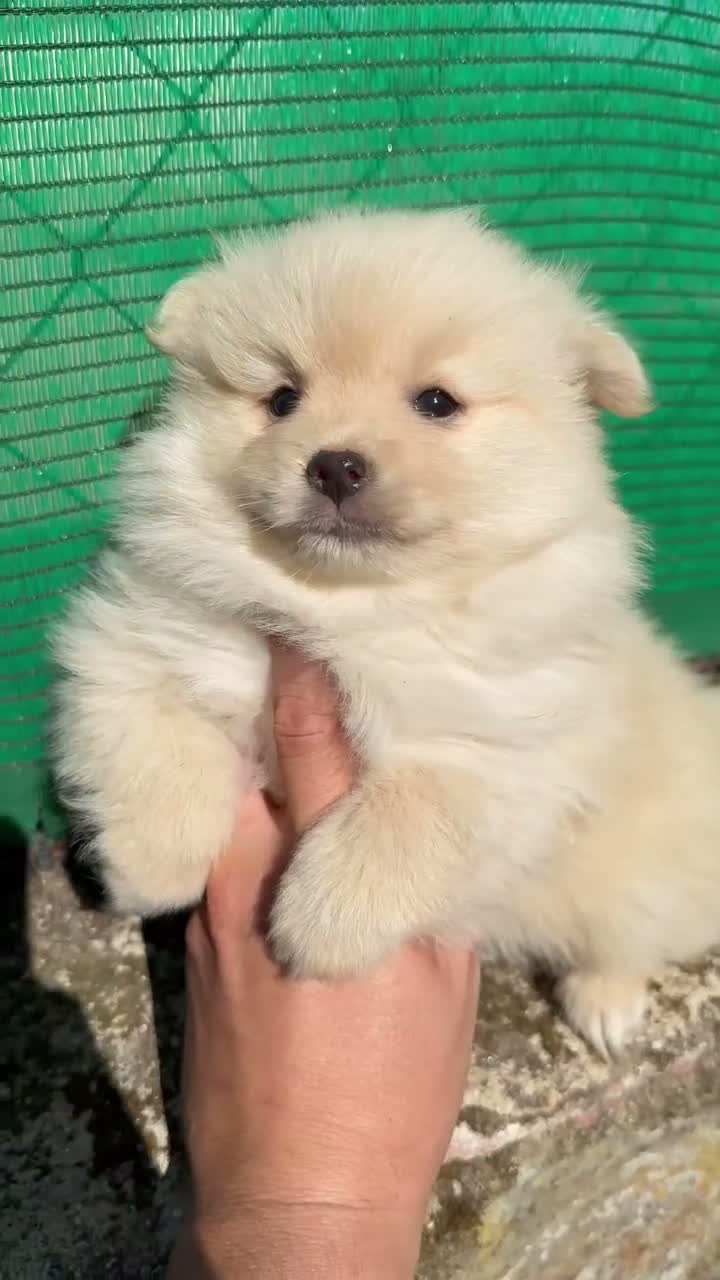 Pomerania perros en venta: Pomerania - Video 1