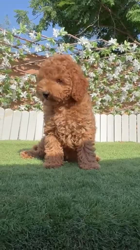 Caniche Enano perros en venta: CANICHE ENANO - Video 1