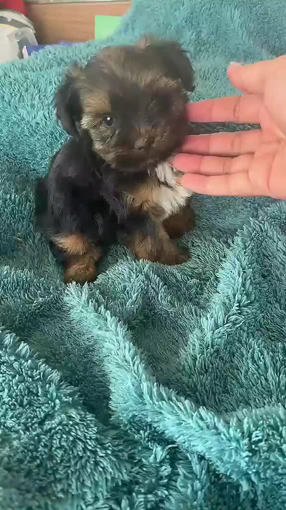 Yorkshire Terrier perros en venta: Yorkshire  - Video 1