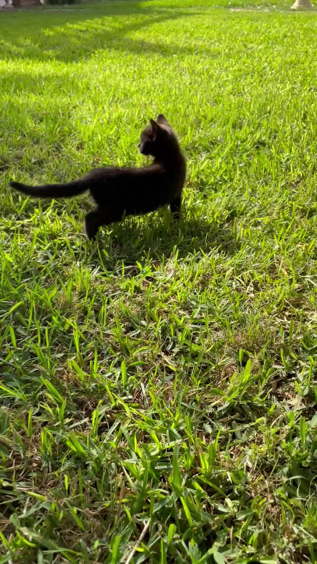 Británico de Pelo Corto gatos en venta: Brithis y Scottish  - Video 1