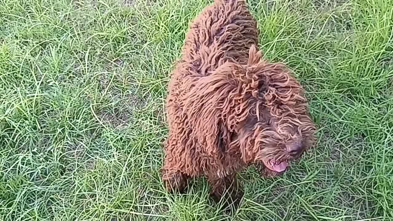 Perro de Agua Español perros en venta: CAMADA DE PERRO DE AGUA  - Video 1