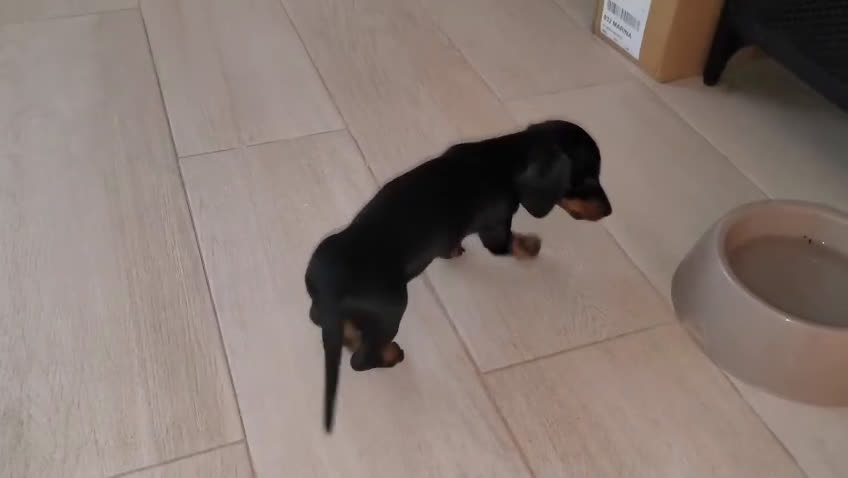 Teckel perros en venta: Cachorrito de teckel  - Video 1