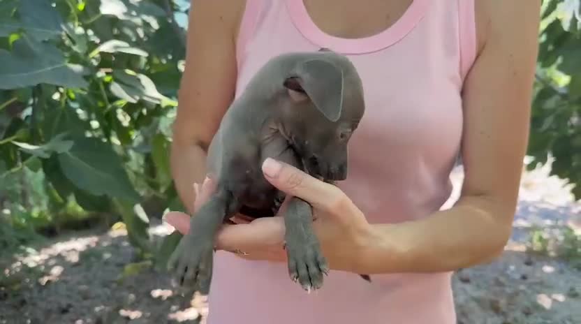 Pequeño Lebrel Italiano perros en venta: Pequeño lebrel italiano - Video 1