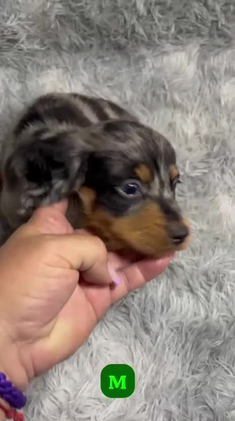 Teckel Miniatura perros en venta: TECKEL PELO LARGO ARLEQUEIN - Video 1