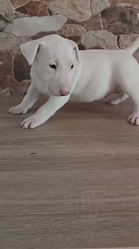 Bull Terrier perros en venta: Bull terrier - Video 1