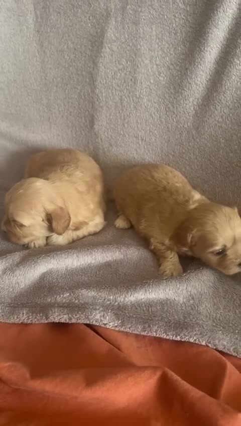 Maltipoo perros en venta: Maltipoo mini - Video 3