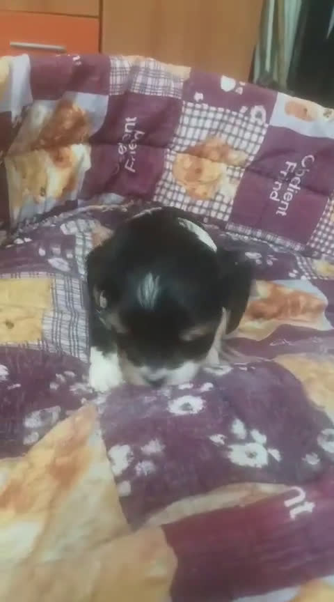 Biewer Yorkshire Terrier a la Pom Pon perros en venta: Yorkshire Biewer macho y hembra  - Video 2