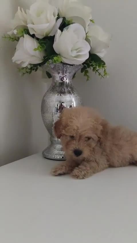 Caniche Toy perros en venta: ❗❗❗machito disponible ❗❗❗ en Madrid - Video 1