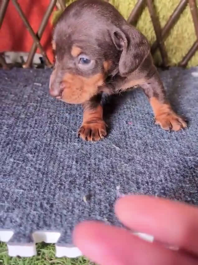 Teckel perros en venta: 🌟Tekel Arlequín y Negros fuego🌟 - Video 2