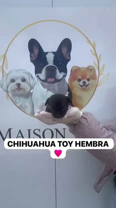 Chihuahua perros en venta: CAMADA CHIHUAHUAS PRECIOSOS - Video 1