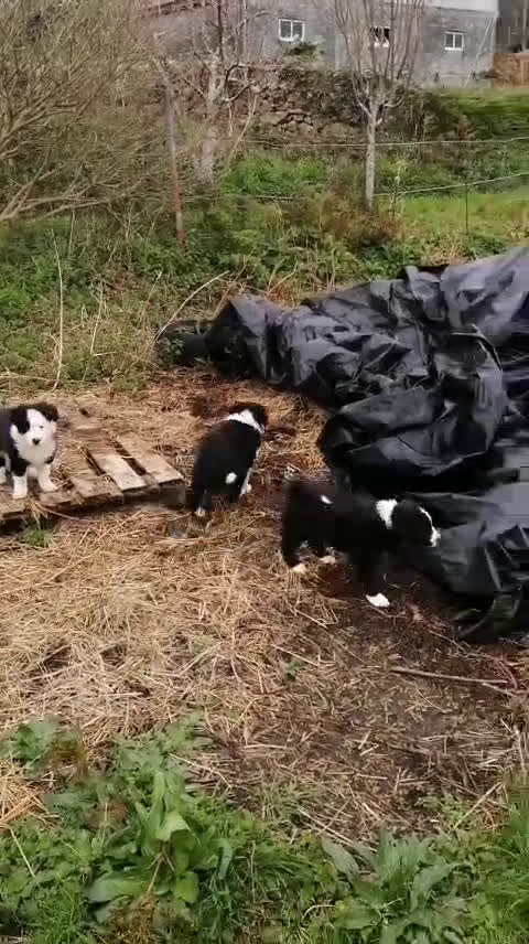 Border Collie perros en venta: border collie  - Video 1