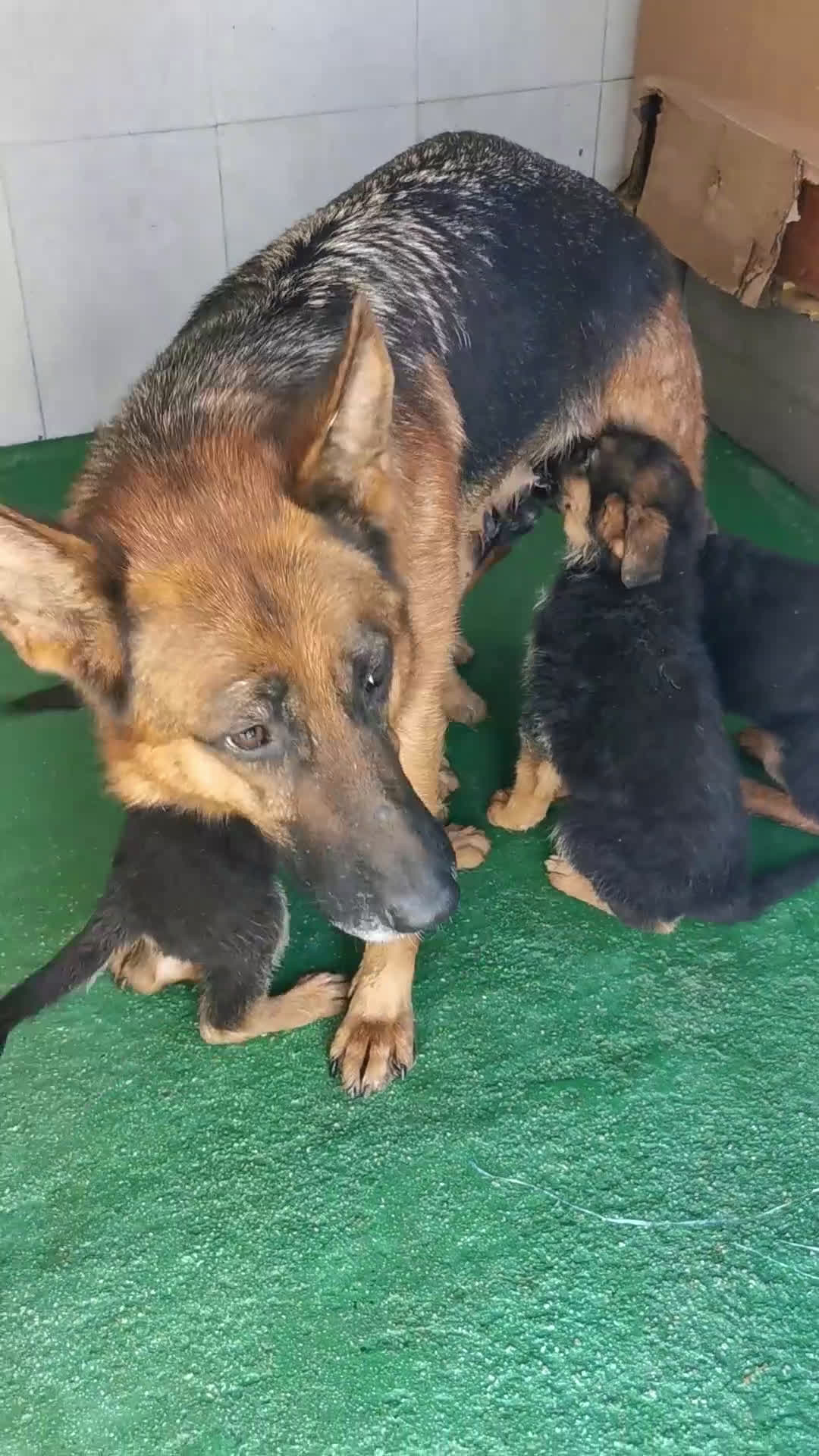 Pastor Alemán perros en venta: CACHORROS PASTOR ALEMÁN  - Video 5