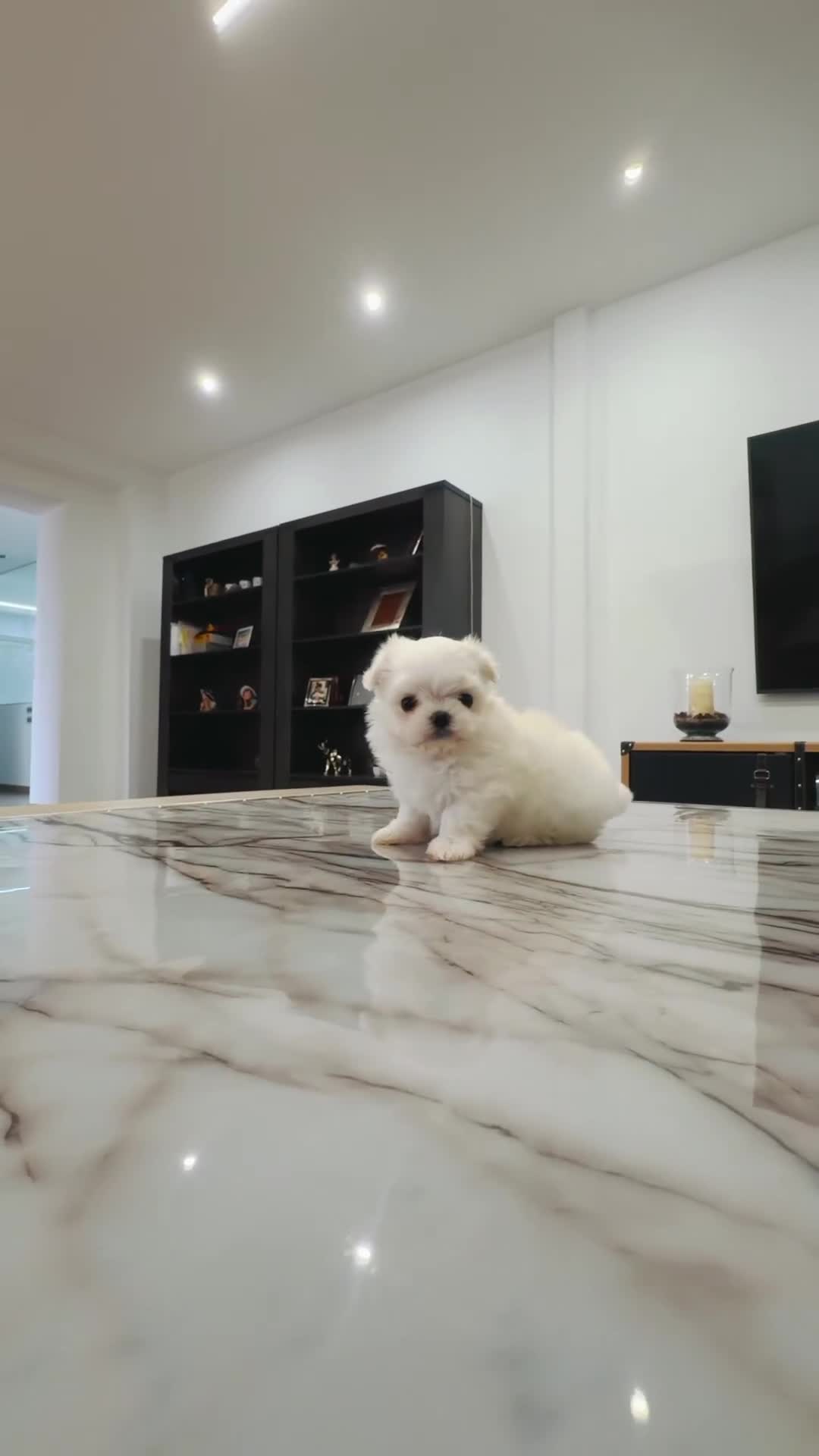 Bichón Maltés perros en venta: Bichon maltés toy coreano - Video 1