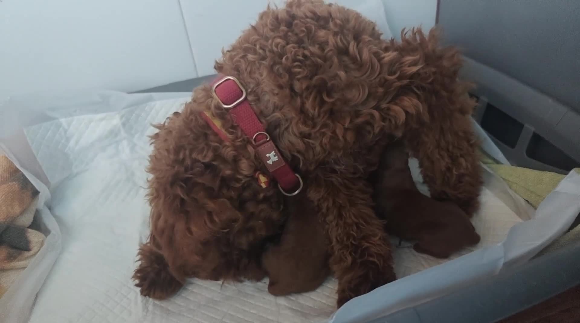 Caniche Toy perros en venta: Caniche toy Prao Toro  en Madrid - Video 2