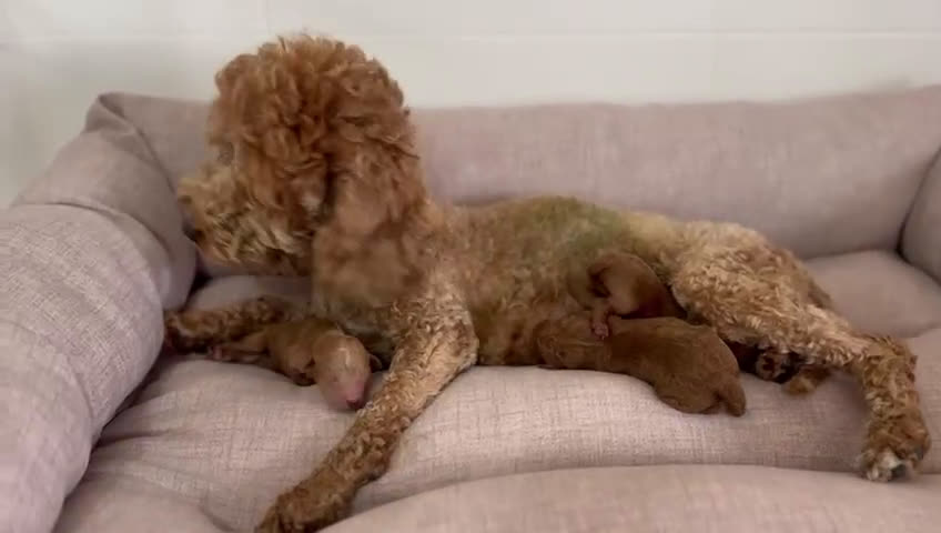 Caniche Toy perros en venta: CANICHE TOY  - Video 1