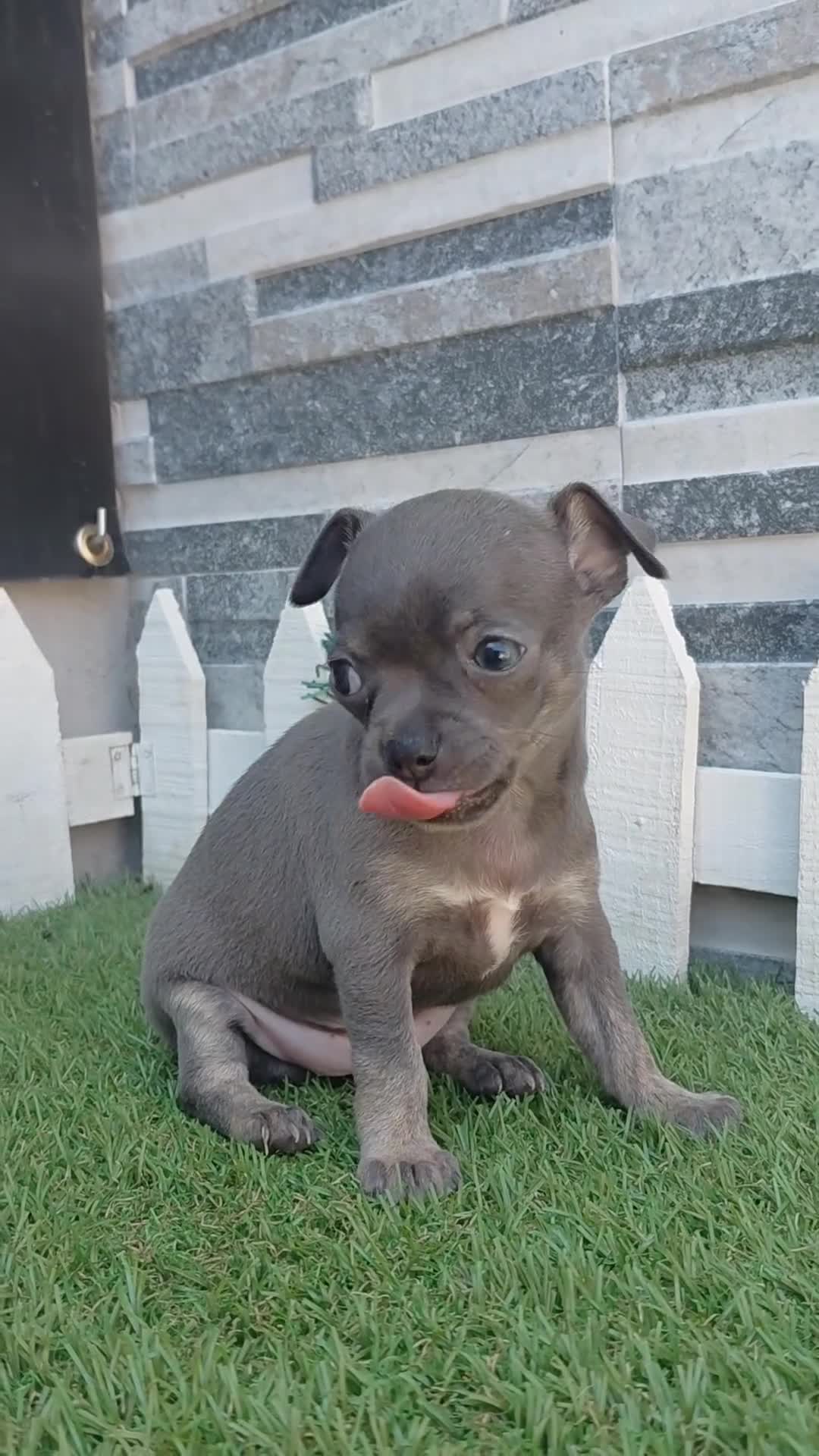 Chihuahua perros en venta: CHIHUAHUA LINEA RUSA - Video 1