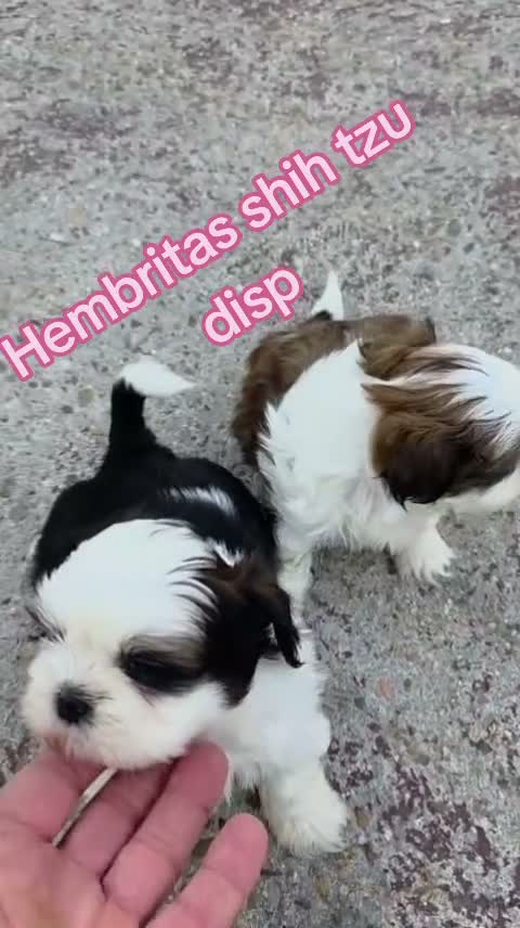 Shih Tzu perros en venta: Shih tzus  - Video 2