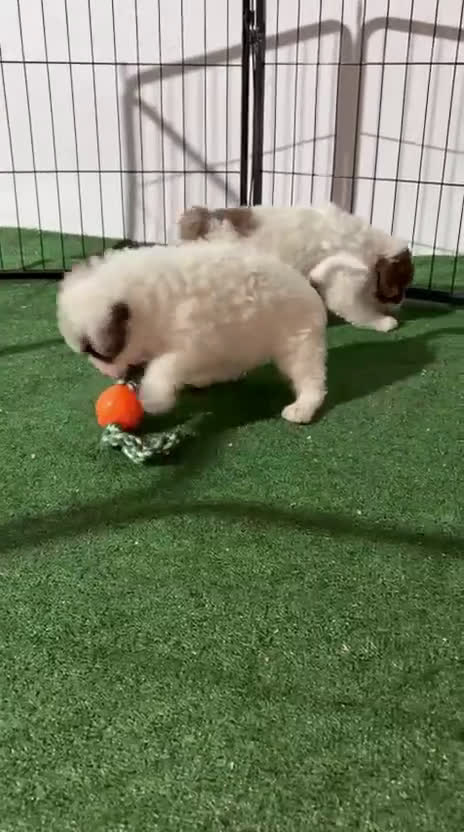 Perro de Agua Español perros en venta: Perro de agua  - Video 3