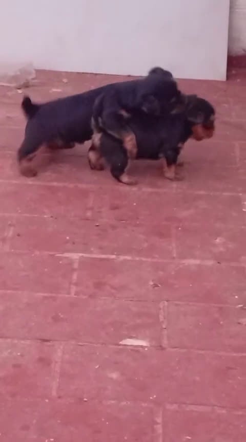 Yorkshire Terrier perros en venta: Yorkshire terrier Toy Machos preciosos  - Video 1