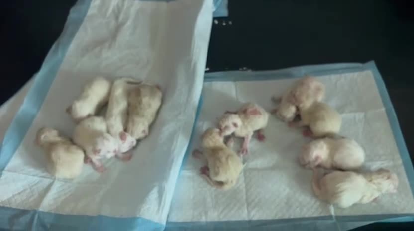 Persa gatos en venta: Persas himalayos [ PALMA DE MALLORCA ] - Video 1