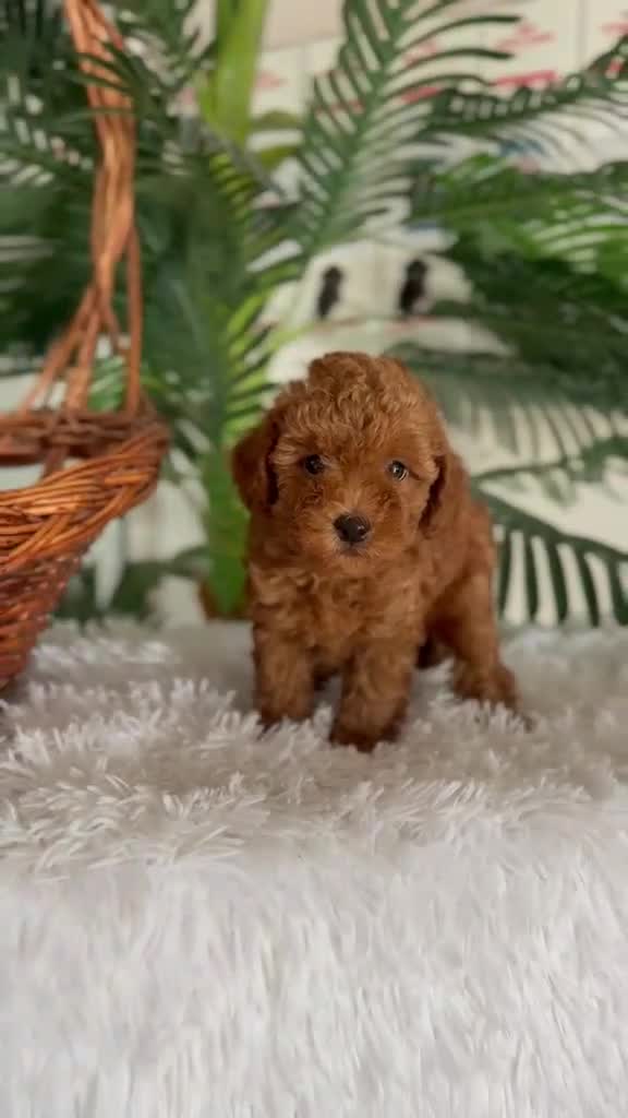 Caniche Toy perros en venta: CANICHE TOY  - Video 1