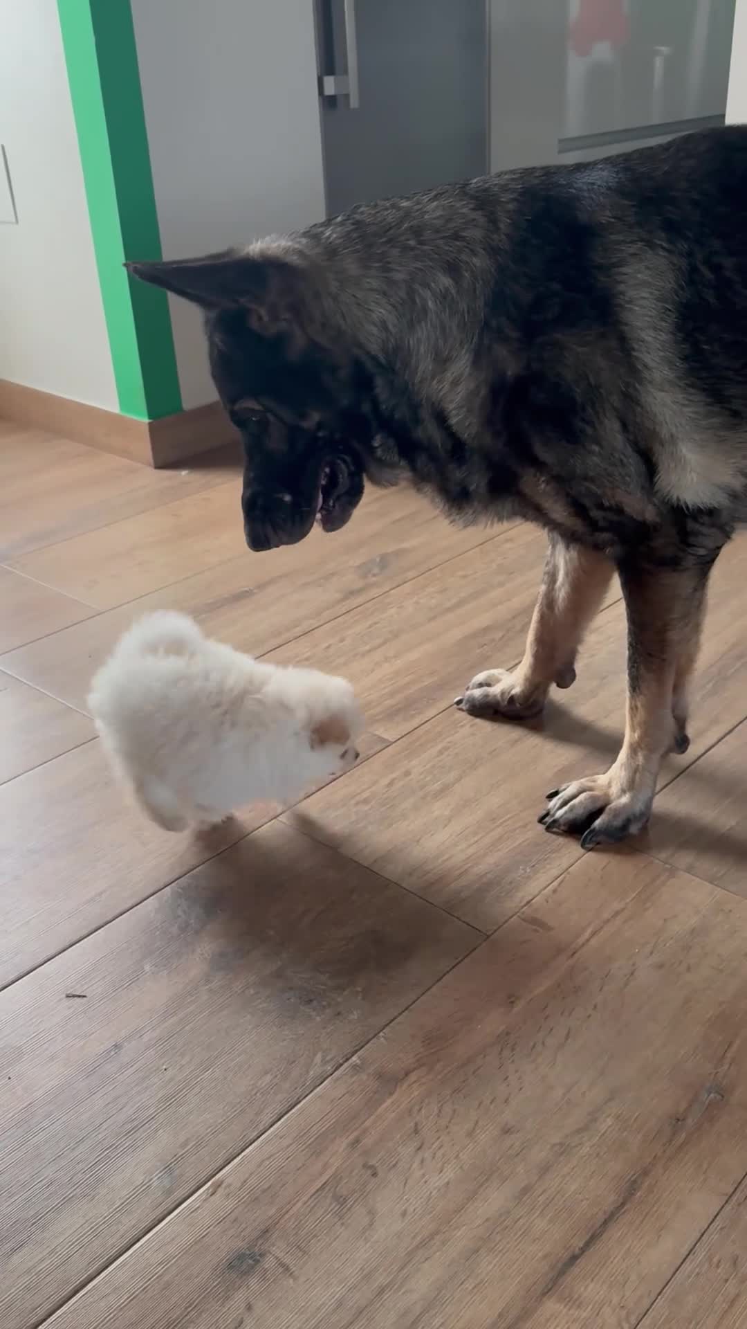 Pomerania perros en venta: Cachorros Pomerania criados en ambiente familiar  - Video 1