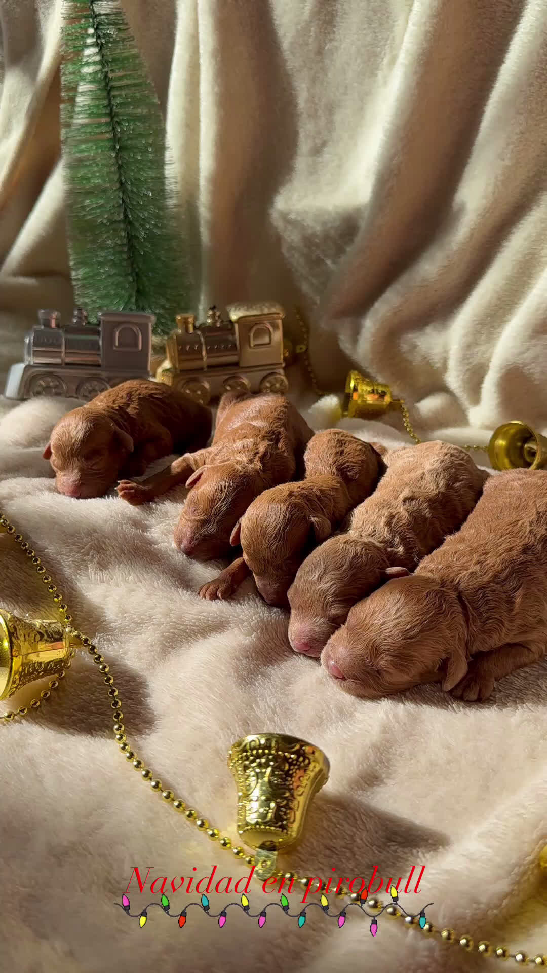 Caniche Toy perros en venta: Preciosa camada de caniches toy rojo  - Video 1