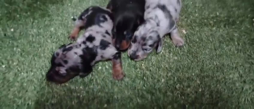 Teckel Miniatura perros en venta: Camada de Teckel Arlequin Miniatura - Video 3