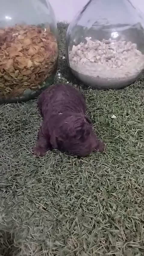 Perro de Agua Español perros en venta: Perro de aguas chocolate  - Video 3