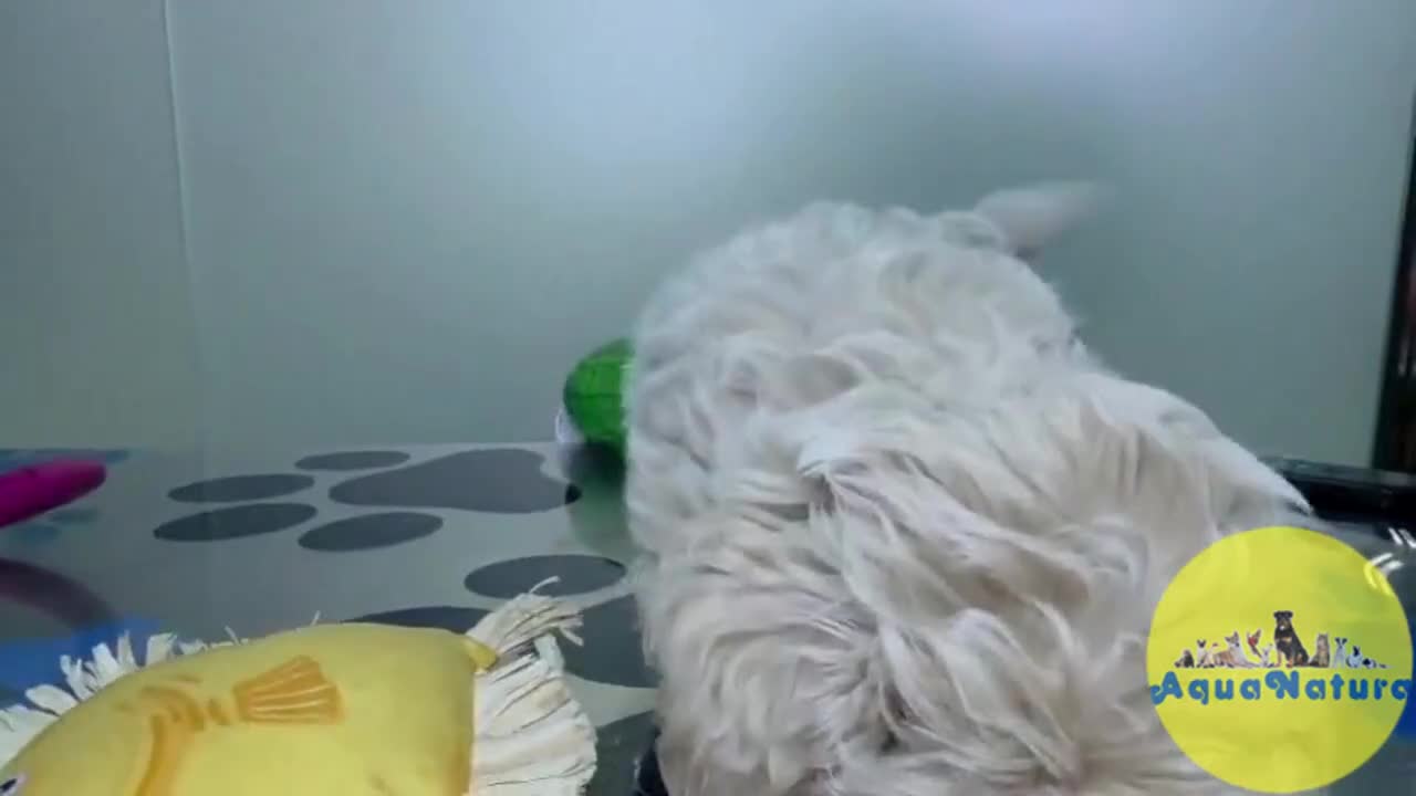 Maltipoo perros en venta: Maltipoo Hembra Apricot - Video 1