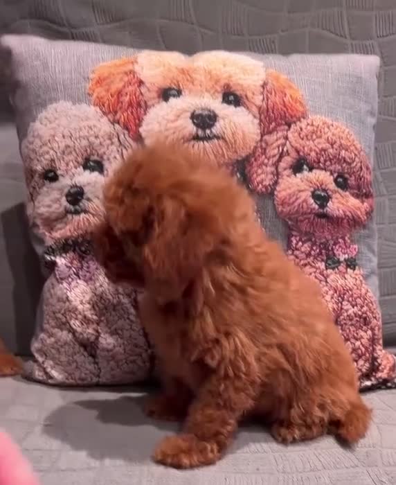 Caniche Toy perros en venta: Caniche Toy rojo  - Video 1