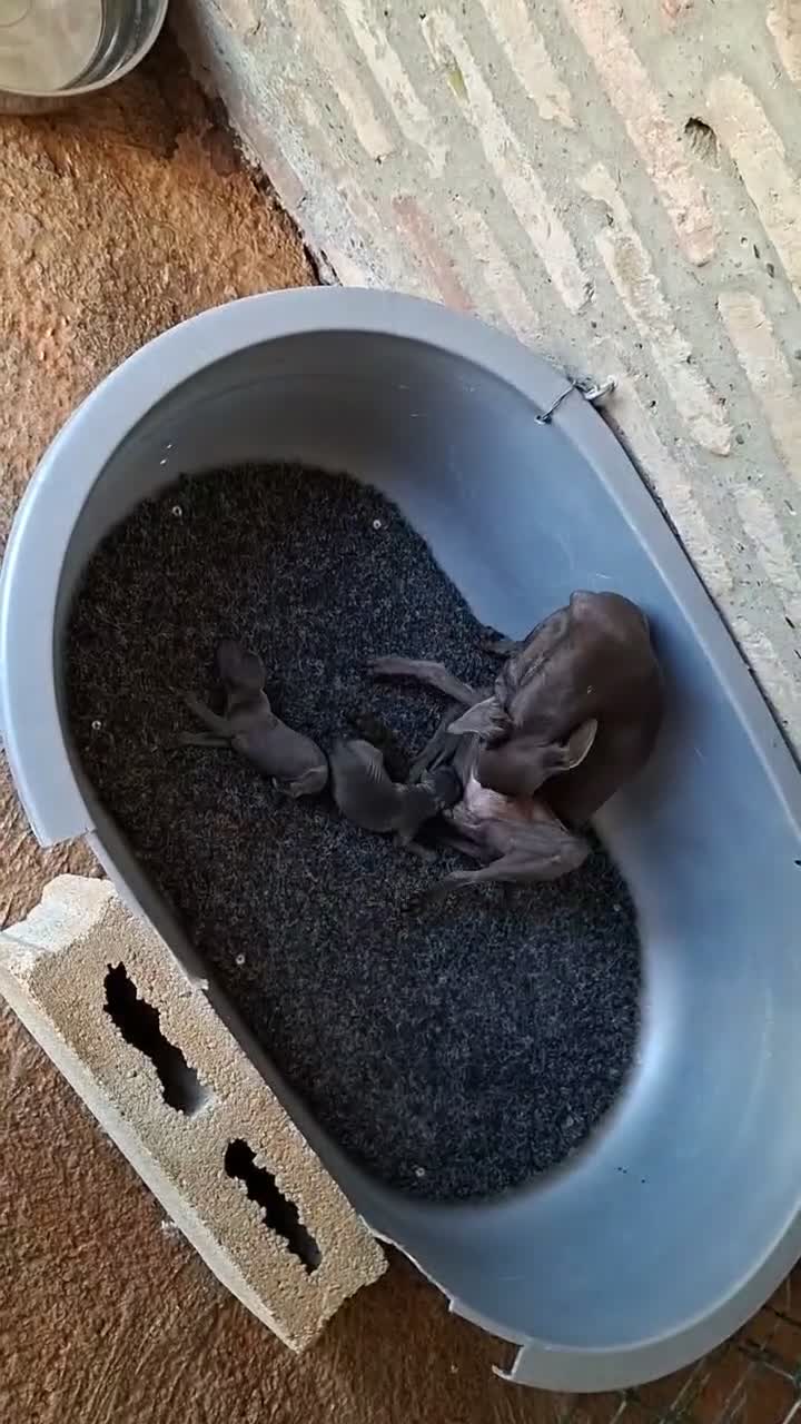 Pequeño Lebrel Italiano perros en venta: Picolos Azules - Video 2
