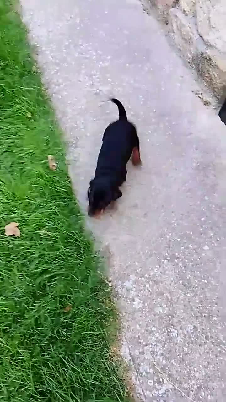 Teckel Miniatura perros en venta: Cachorros de teckel miniatura negro y chocolate  - Video 1