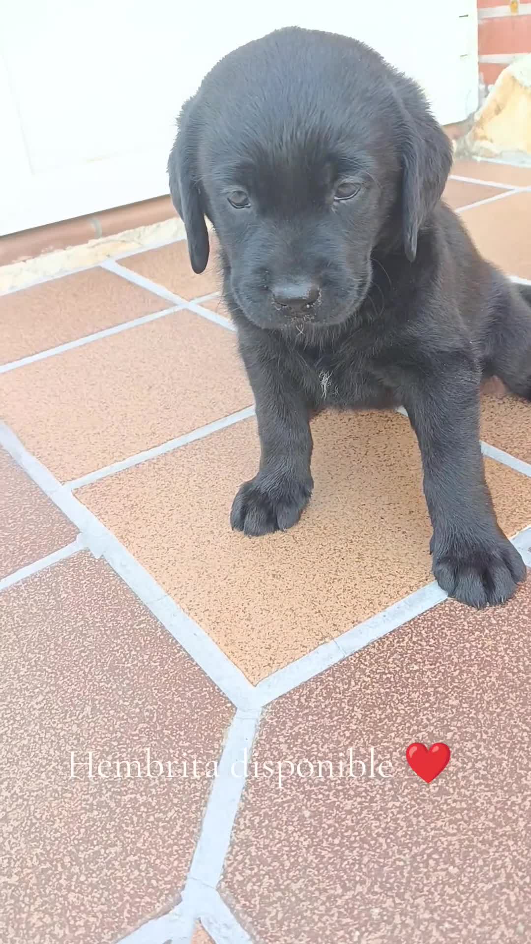 Labrador Retriever perros en venta: Labradores de  Quercuscan  - Video 1