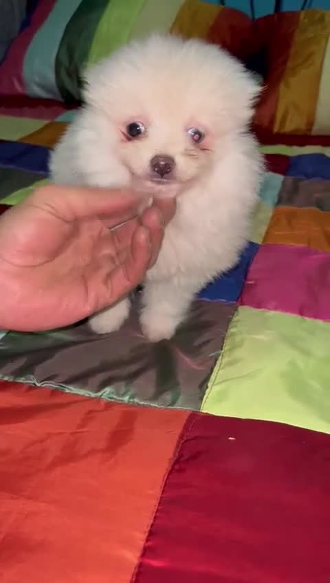 Pomerania perros en venta: Último pomerania toy en Madrid - Video 1