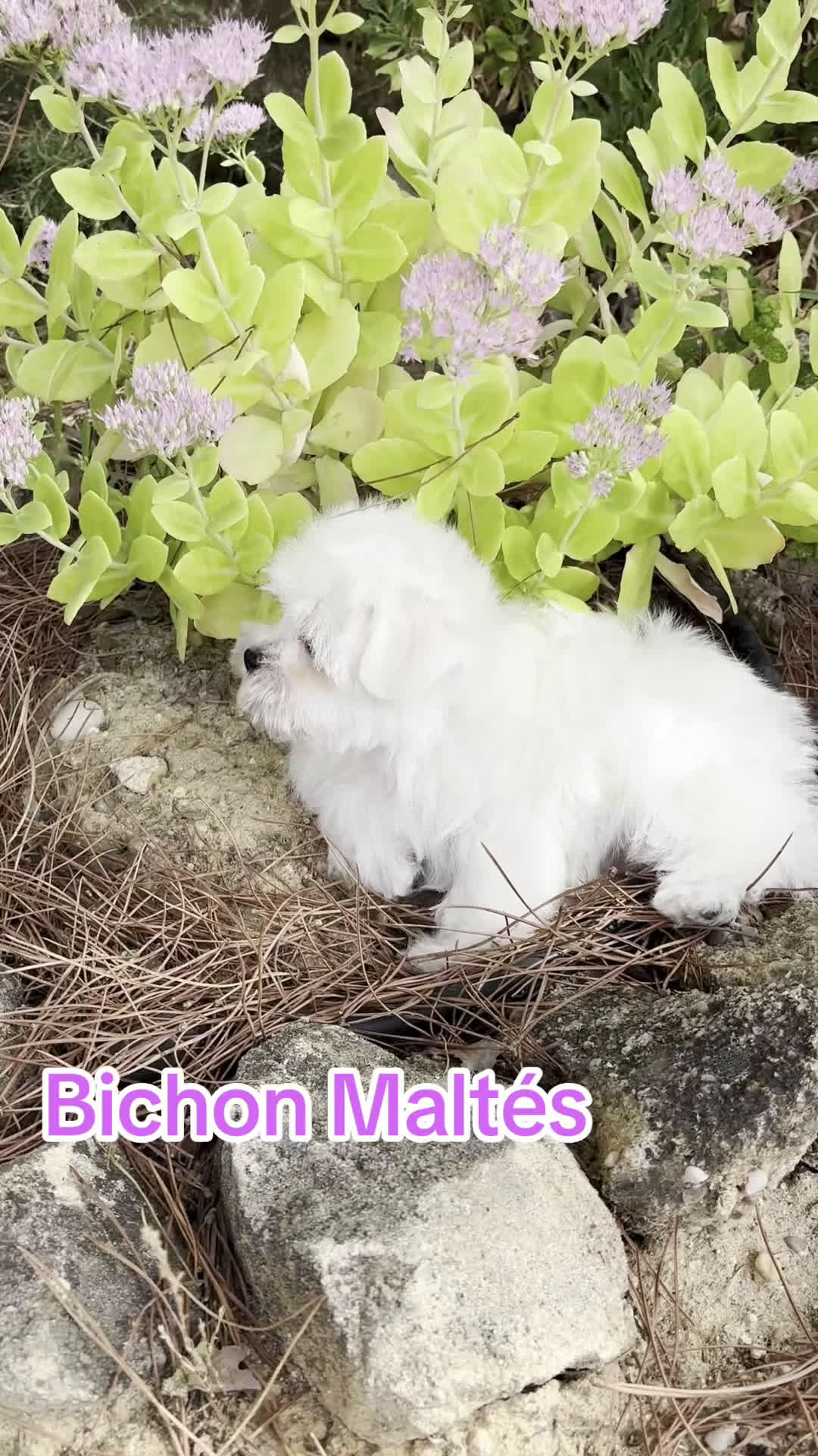 Bichón Maltés perros en venta: Bichon Maltés  - Video 1
