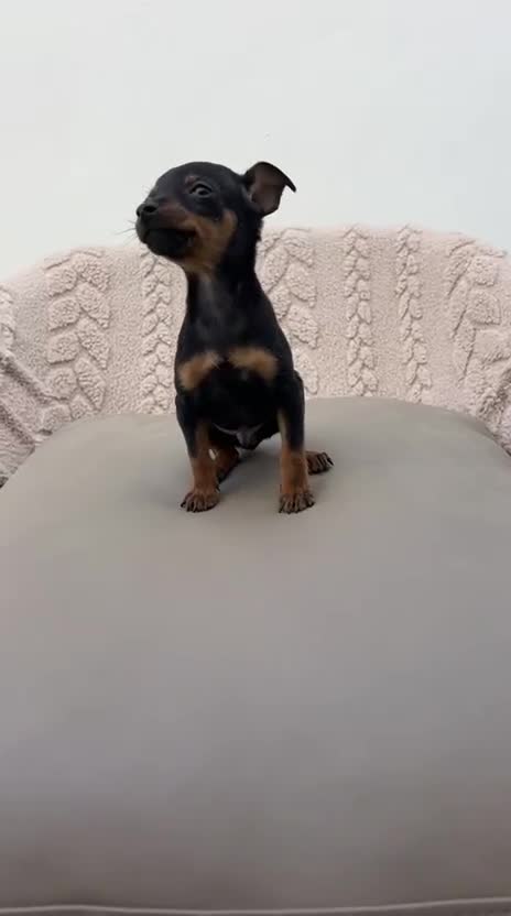 Ratón de Praga perros en venta: Ratón de Praga macho n/f - Video 1