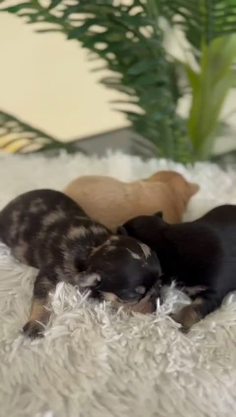 Chihuahua perros en venta: CHIHUAHUA - Video 1