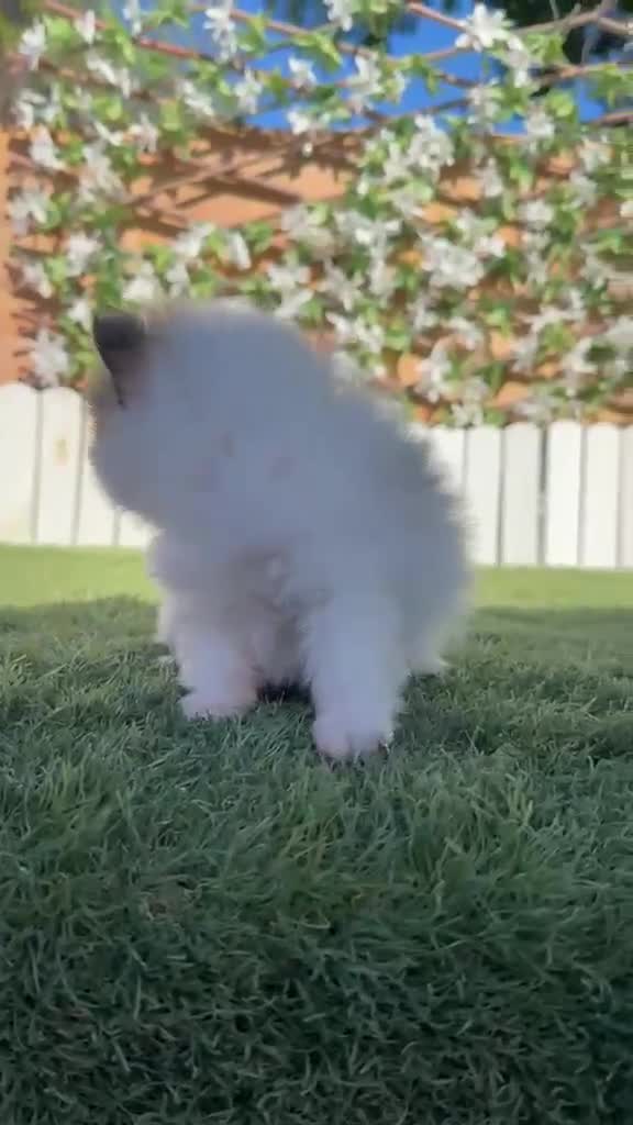 Pomerania perros en venta: POMERANIA - Video 1