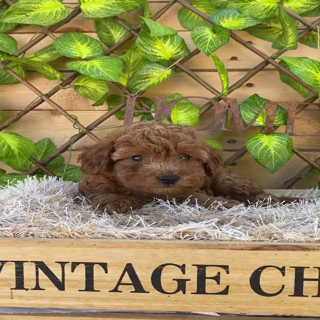 Caniche Toy perros en venta: Camada de Iria - Video 1