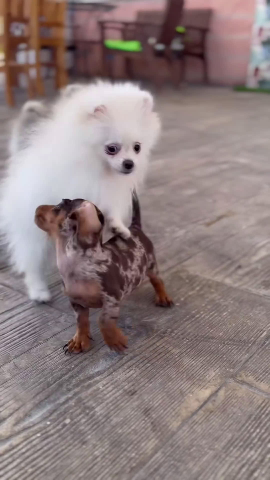 Teckel Miniatura perros en venta: 🐾 Gregorio & Pongo – Teckel miniatura 🐾 - Video 2