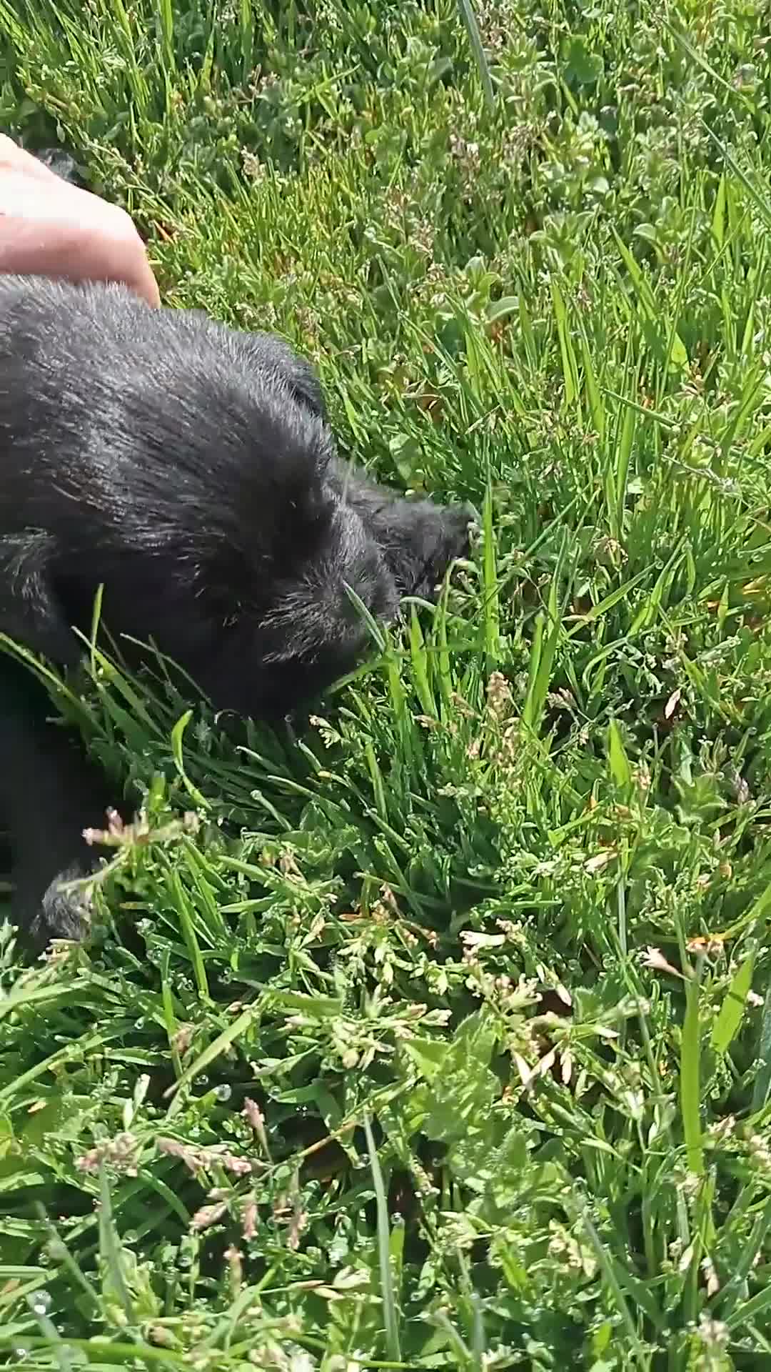 Schnauzer Miniatura perros en venta: Cachorro de schnauzer negro mini en Salamanca - Video 1