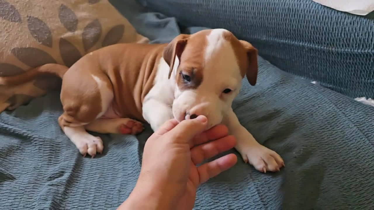 American Staffordshire-Terrier perros en venta: American staffordshire terrier  - Video 1