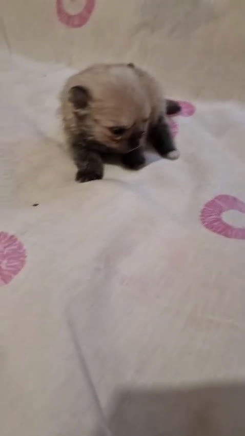 Pomerania perros en venta: Pomerania en Murcia - Video 1